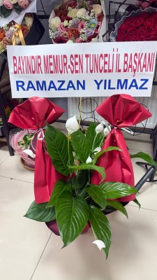Spotflym saksı çiçeği