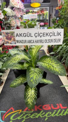 Difenbahya saksı çiçeği