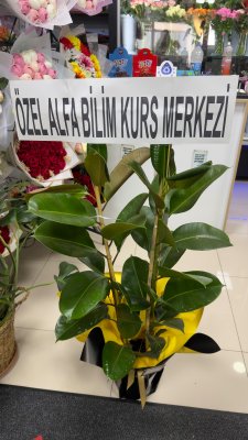 Saksıda kauçuk çiçeği